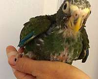 small-large-pionus-parrots-for-sale