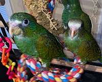 white-pionus-parrots-for-sale