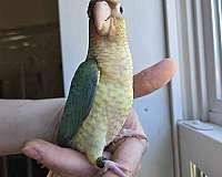 bird-parrot-for-sale-in-eau-claire-wi