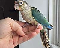 bird-parrot-for-sale-in-eau-claire-wi