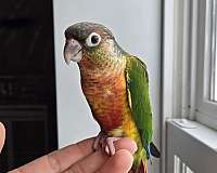 green-cheek-conure-for-sale