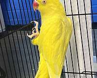 bonded-pair-exotic-parakeet-for-sale