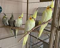silver-yellow-bird-for-sale-in-boca-raton-fl