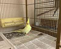 silver-yellow-companion-cute-bird-for-sale