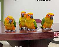 black-blue-green-cheek-conure-for-sale