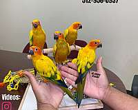 black-blue-green-cheek-conure-for-sale