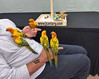 black-blue-green-cheek-conure-for-sale