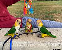 green-cheek-conure-for-sale