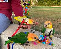 pineapple-green-cheek-conure-for-sale