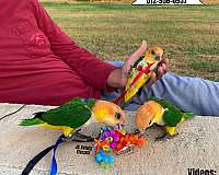 green-cheek-conure-for-sale-in-austin-tx