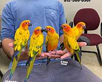 green-cheek-conure-for-sale