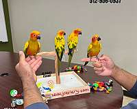 green-cheek-conure-for-sale