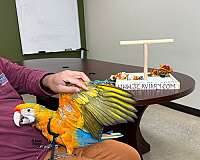 green-green-cheek-conure-for-sale