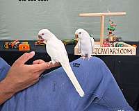 scarlet-bird-for-sale-in-austin-tx