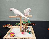 green-cheek-conure-for-sale