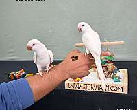 green-green-cheek-conure-for-sale