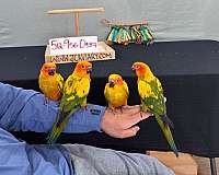 scarlet-bird-for-sale-in-austin-tx