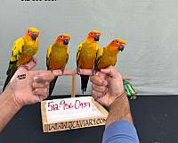 green-cheek-conure-for-sale