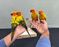 green-green-cheek-conure-for-sale