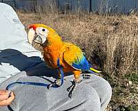 red-green-cheek-conure-for-sale