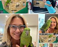 red-green-cheek-conure-for-sale