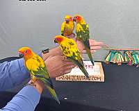 red-green-cheek-conure-for-sale