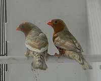 zebra-finch-for-sale