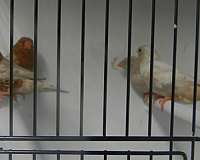 male-zebra-finch-for-sale