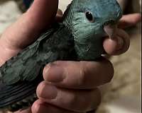 lineolated-parakeet-for-sale-in-marshfield-mo