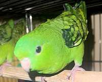 bird-for-sale-in-marshfield-mo