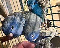 baby-bird-for-sale-in-marshfield-mo