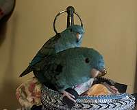 lineolated-parakeet-for-sale