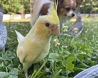 pearl-cockatiel-for-sale