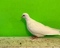 brown-ringneck-dove-for-sale