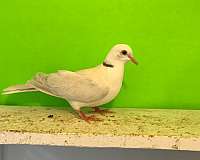 fawn-ringneck-dove-for-sale