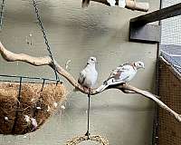 grey-ringneck-dove-for-sale