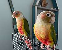 tame-bird-for-sale-in-clermont-fl