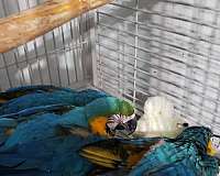 blue-gold-bird-for-sale