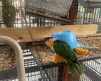poicephalus-parrots-for-sale-in-downey-ca