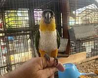 bonded-pair-bird-for-sale-in-downey-ca