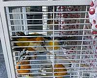 young-pionus-parrots-blue-headed-pionus-parrots-for-sale