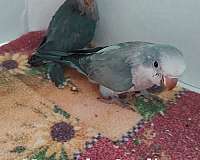 baby-bird-for-sale-in-goodyear-az