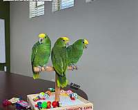 blue-budgerigar-parakeet-for-sale