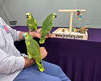 budgerigar-parakeet-for-sale