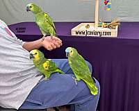 black-budgerigar-parakeet-for-sale