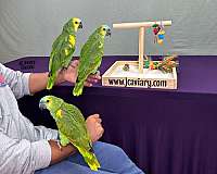 blue-budgerigar-parakeet-for-sale