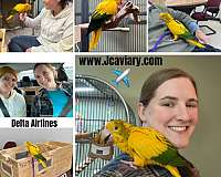 house-trained-golden-conure-for-sale