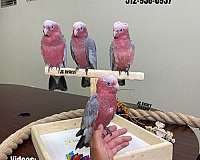 green-red-mexican-red-amazon-parrot-for-sale