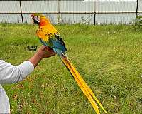 homing-mexican-red-amazon-parrot-for-sale