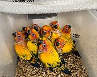 homing-mexican-red-amazon-parrot-for-sale